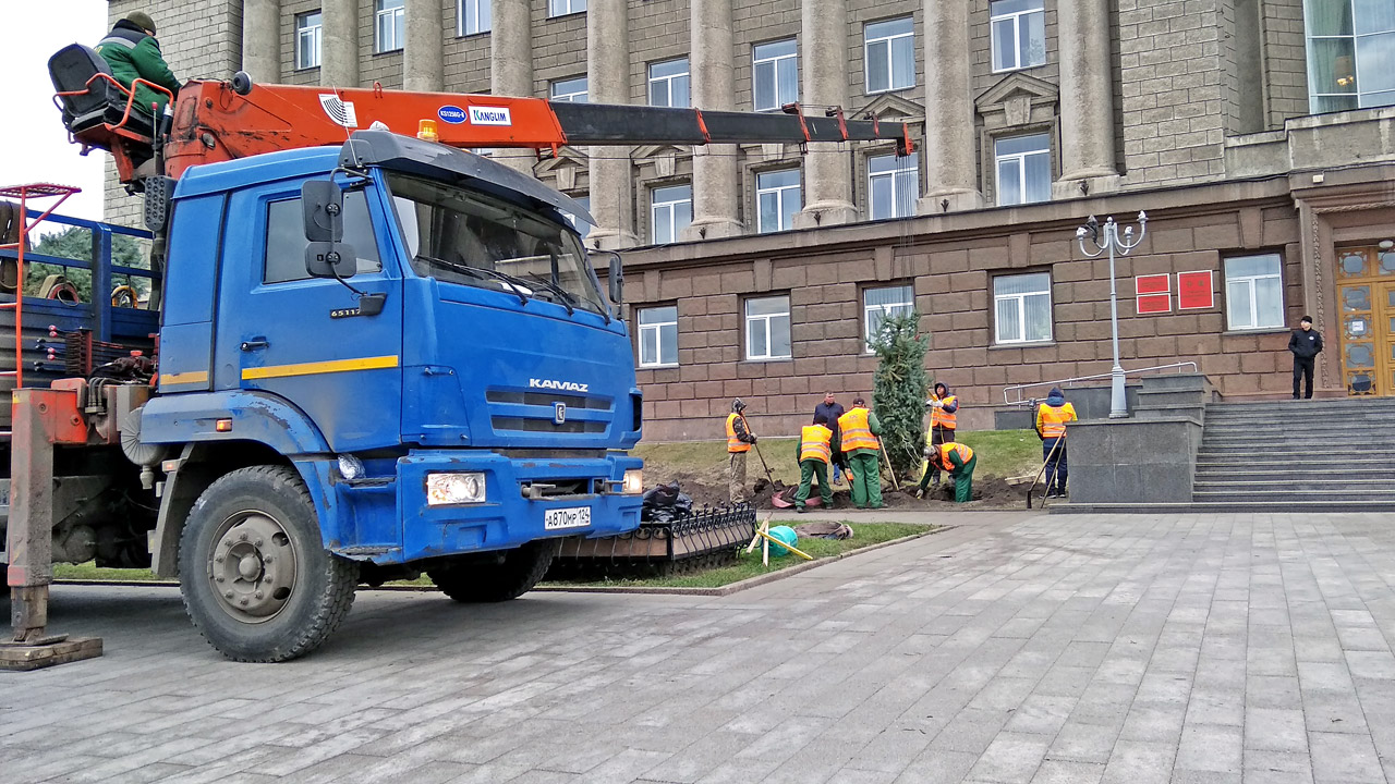 Высадка деревьев голубых елей крупномеров в Красноярске  