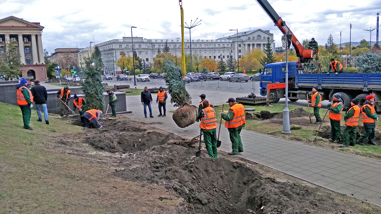 Высадка деревьев голубых елей крупномеров в Красноярске  