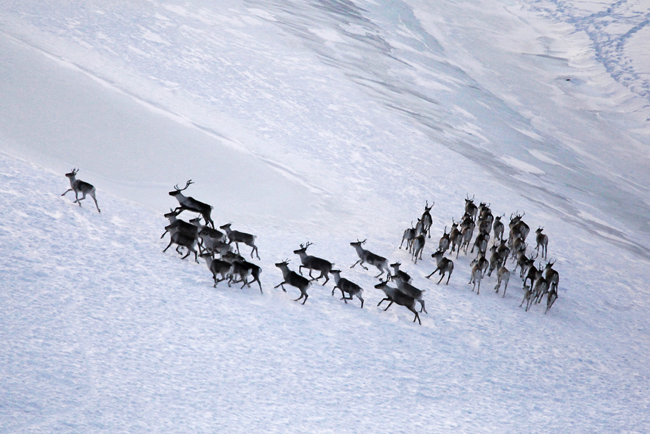 Северные олени мигрируют по снегу