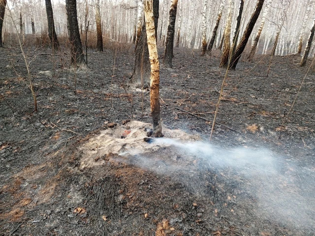 куча горящих удобрений в лесу
