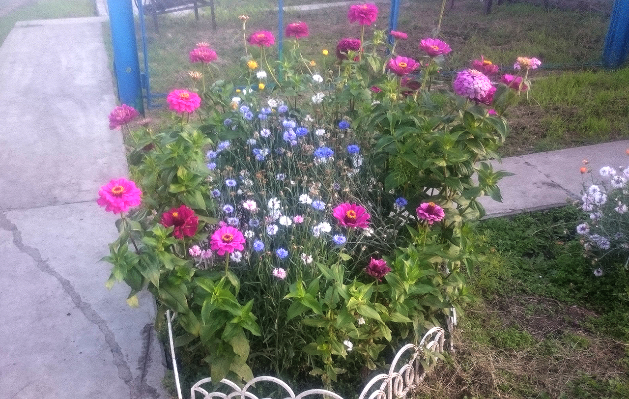 цветы на даче