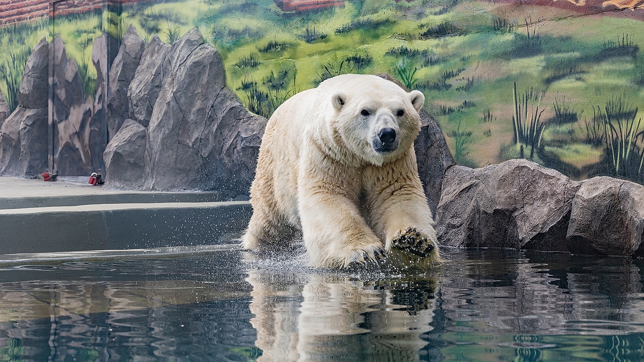 В «Роевом ручье» достроили вольер для белых медведей