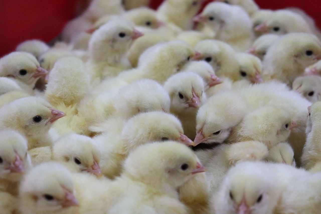 Цыплята для фабрики