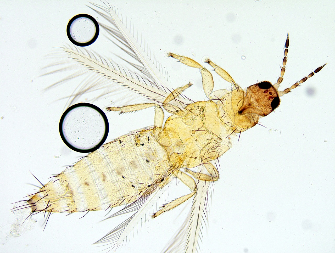 Западный цветочный трипс