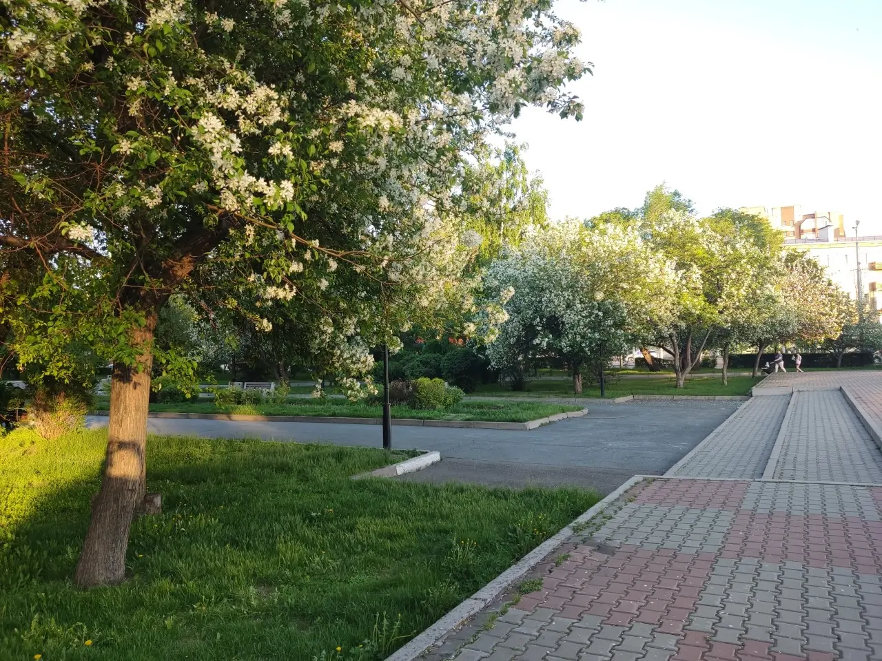Яблони цветут в Красноярске