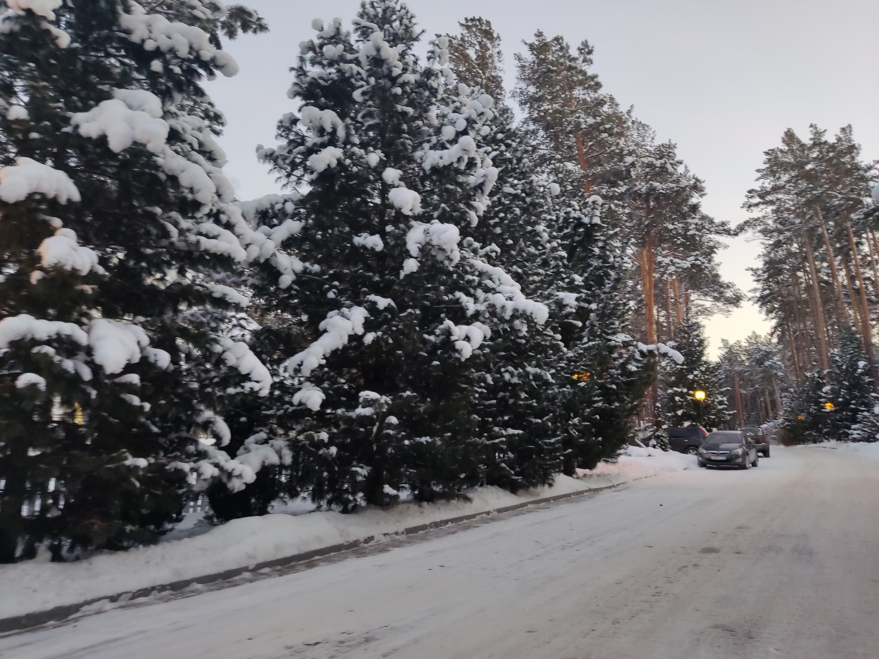 Зимняя погода, ели