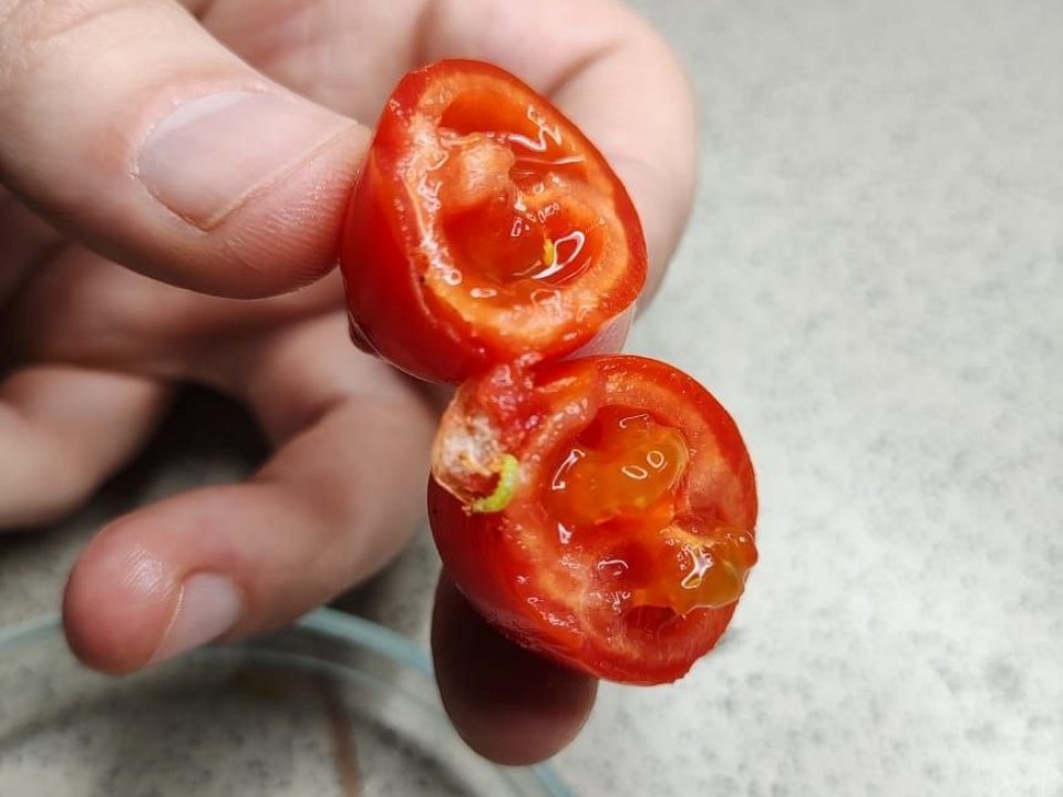 В Красноярск на помидорах прибыла томатная моль