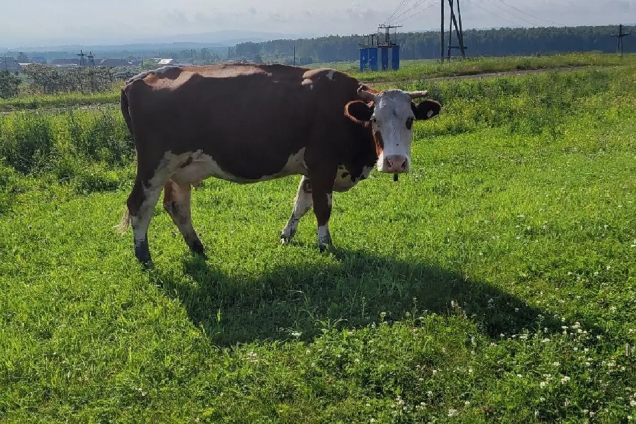 Корова на лугу
