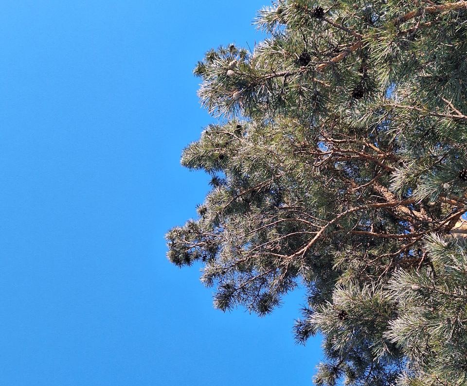 Синее небо и сосна