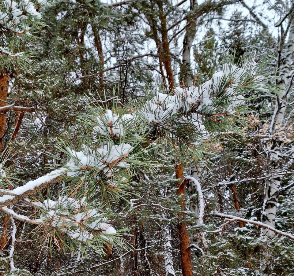 Зимний лес в снегу, сосны