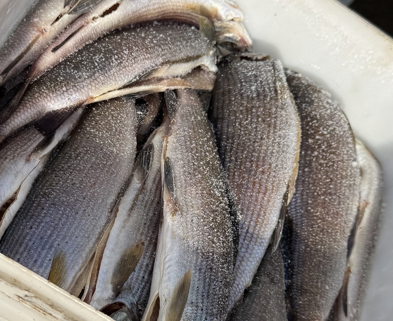 Хариус на рынке