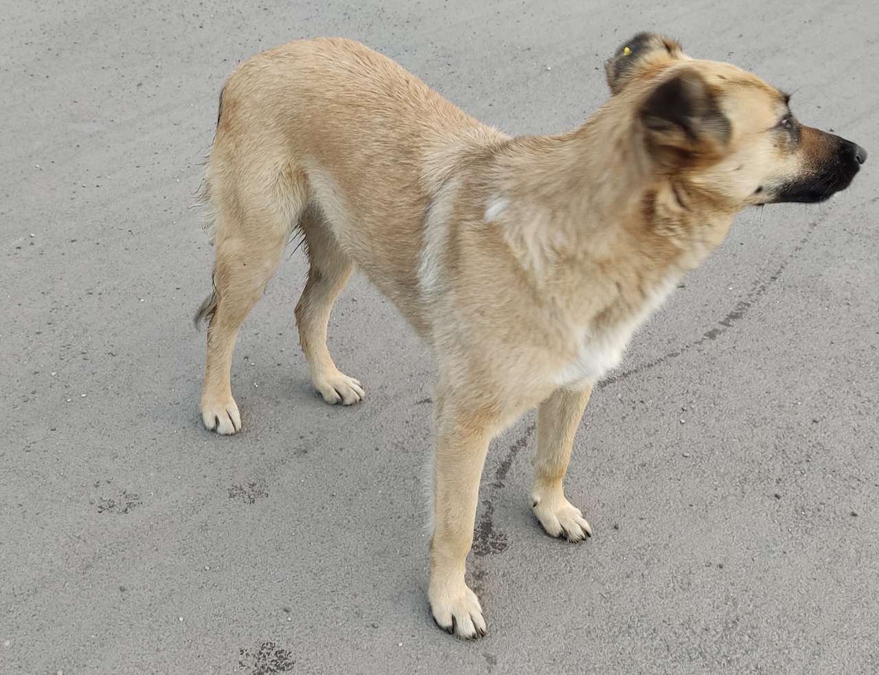 Собака на улице