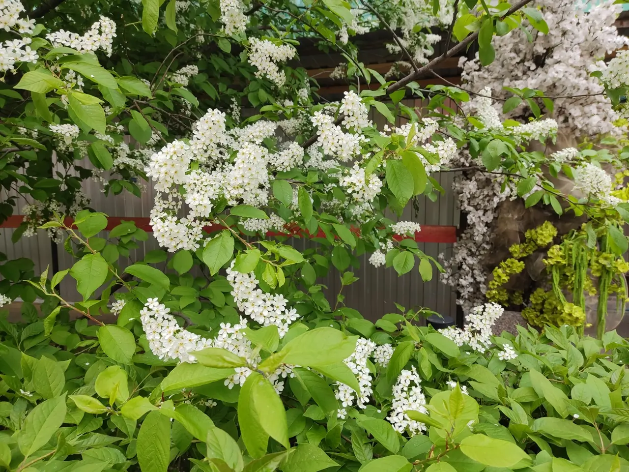 Черемуха цветет в городе