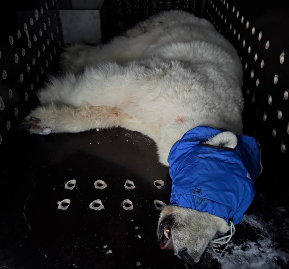 Медведица в вертолете