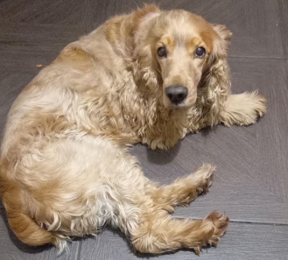 Собака на полу