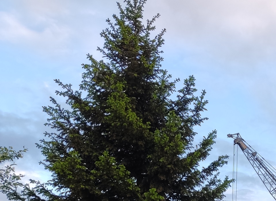 Елка в городе