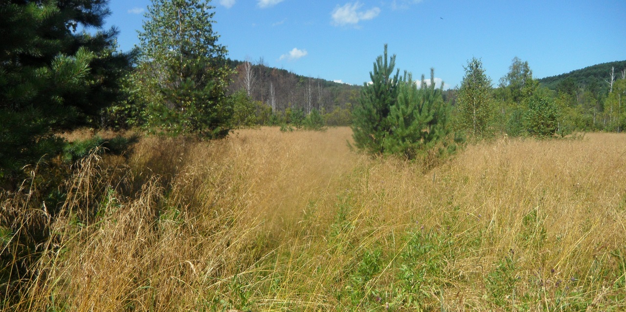 Участок зарос сорняками