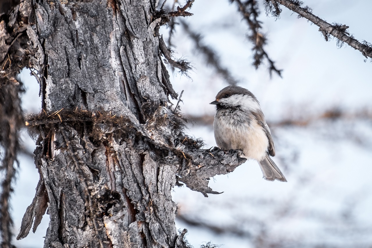 Птица в Эвенкии