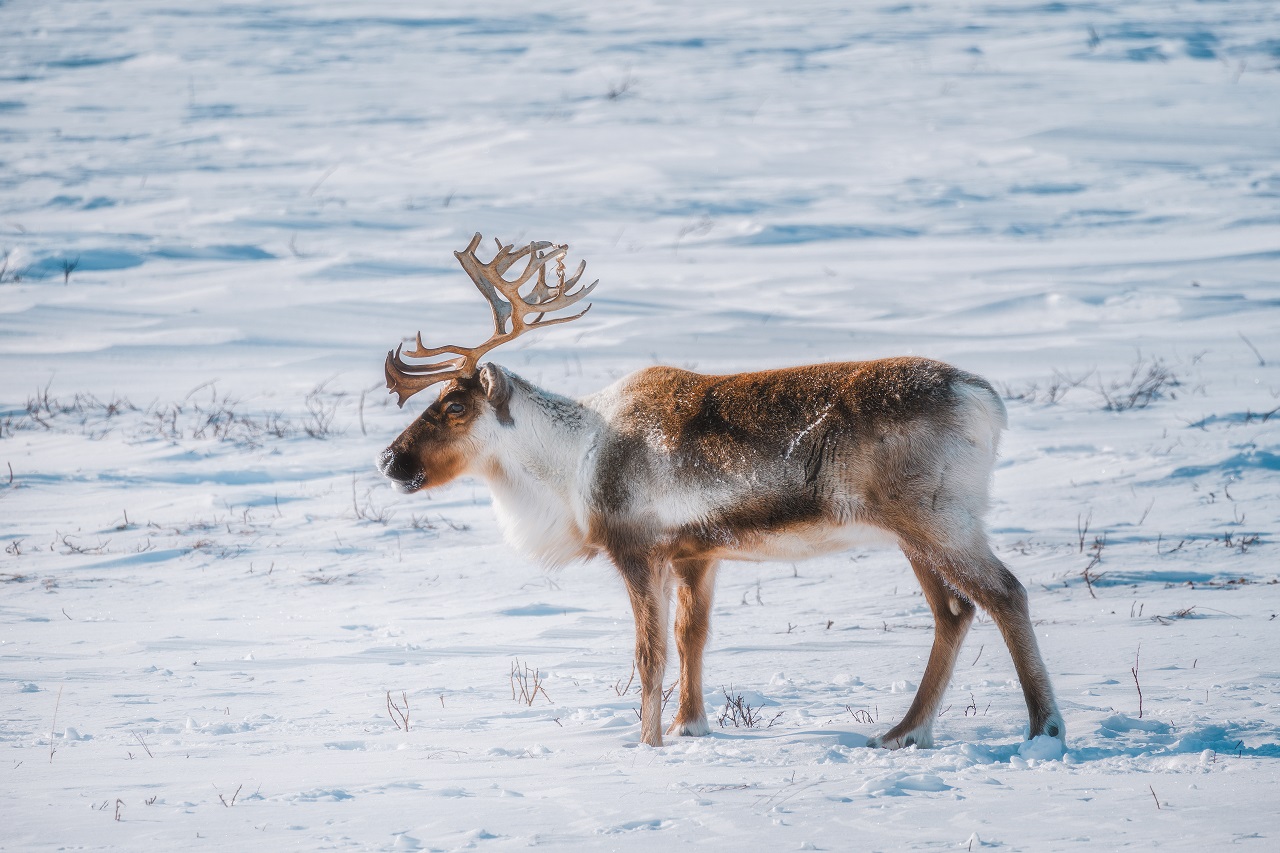 Олень на Таймыре