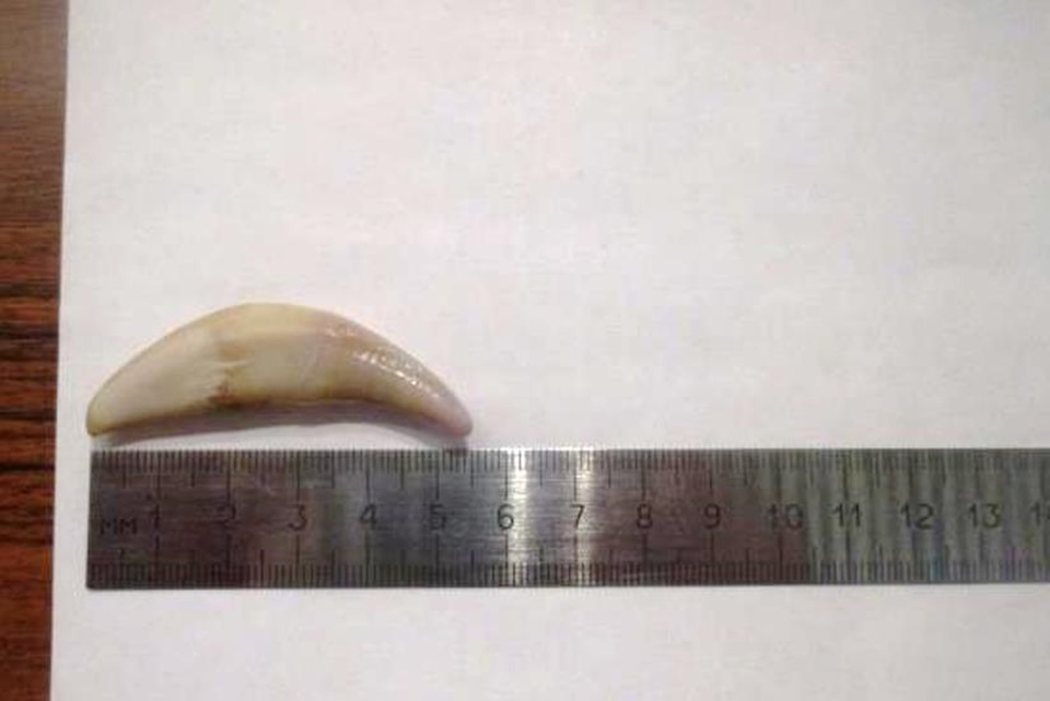 Зуб волка измеряют