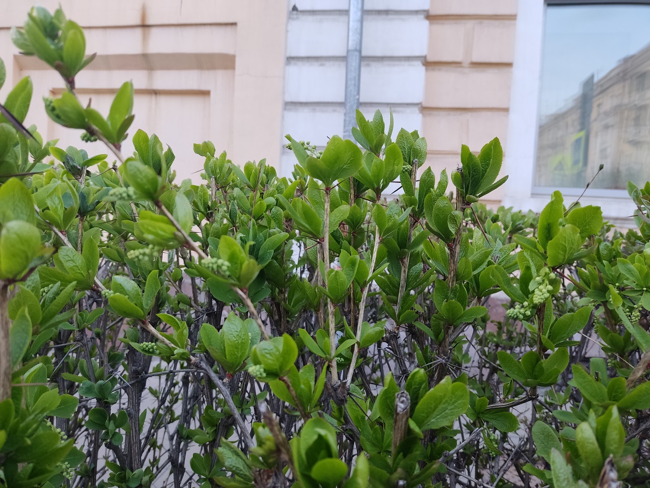 Листья в конце апреля