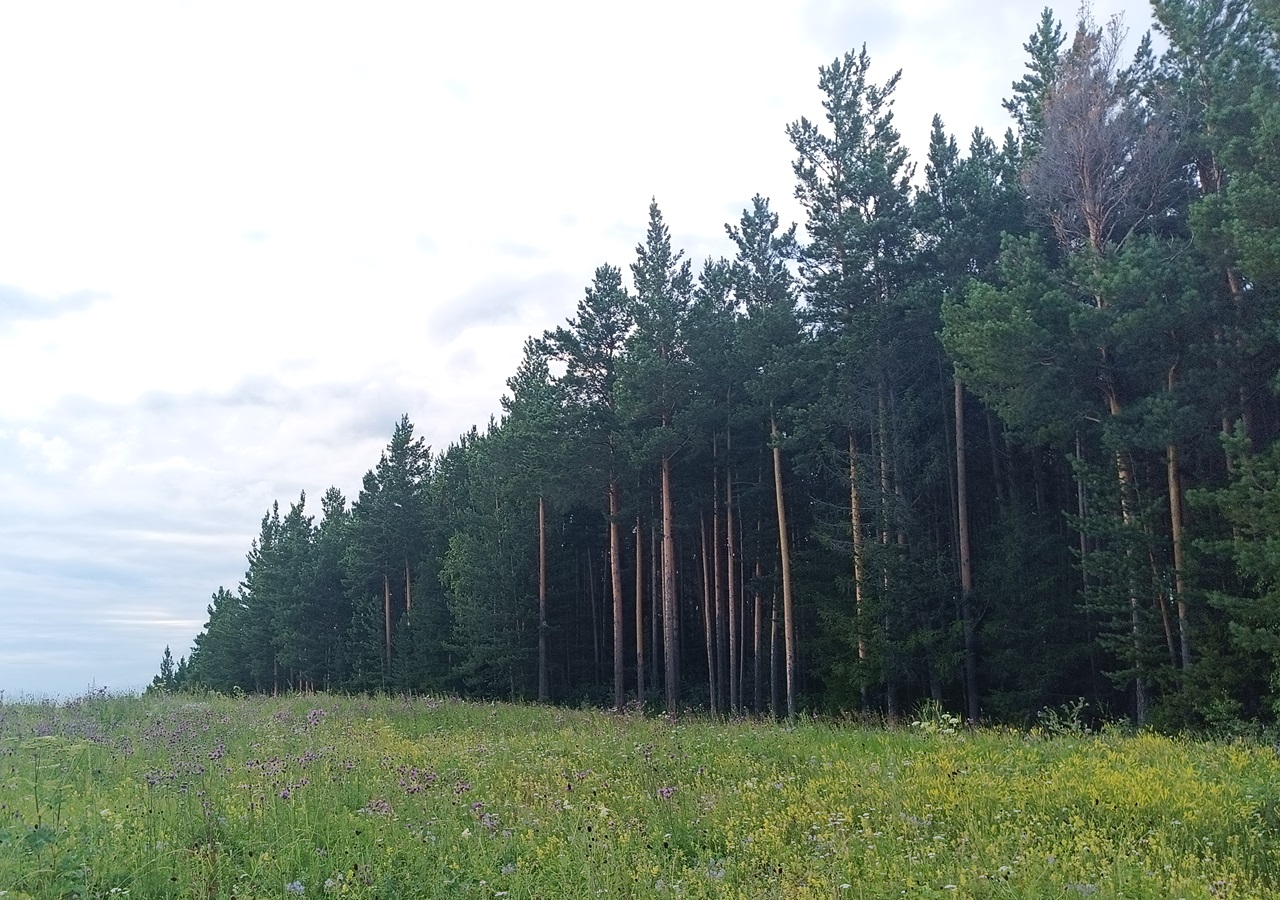 Леса под Красноярском