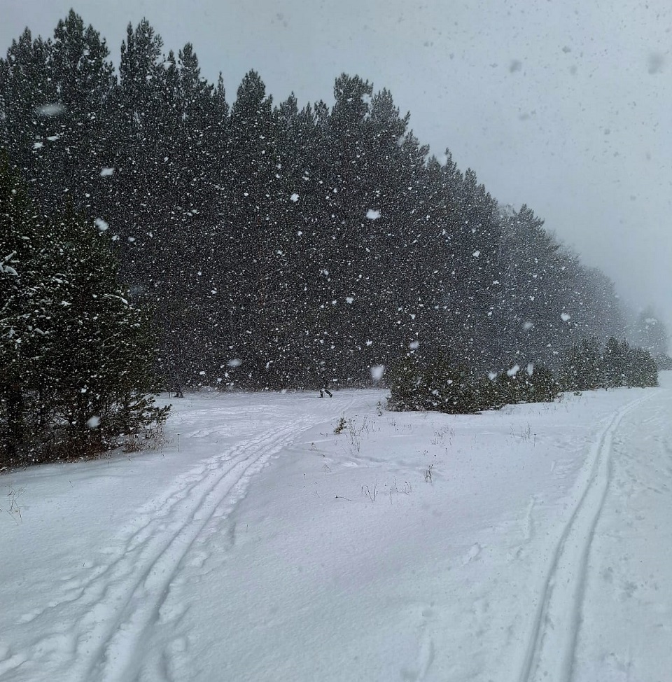 Снег и лыжня в лесу