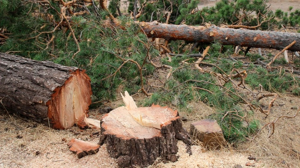Вырубка ценной древесины