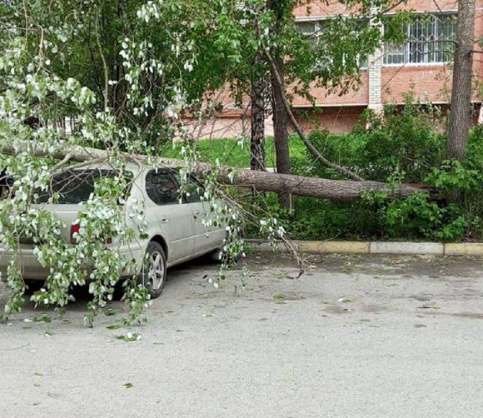 дерево после урагана упало на машину