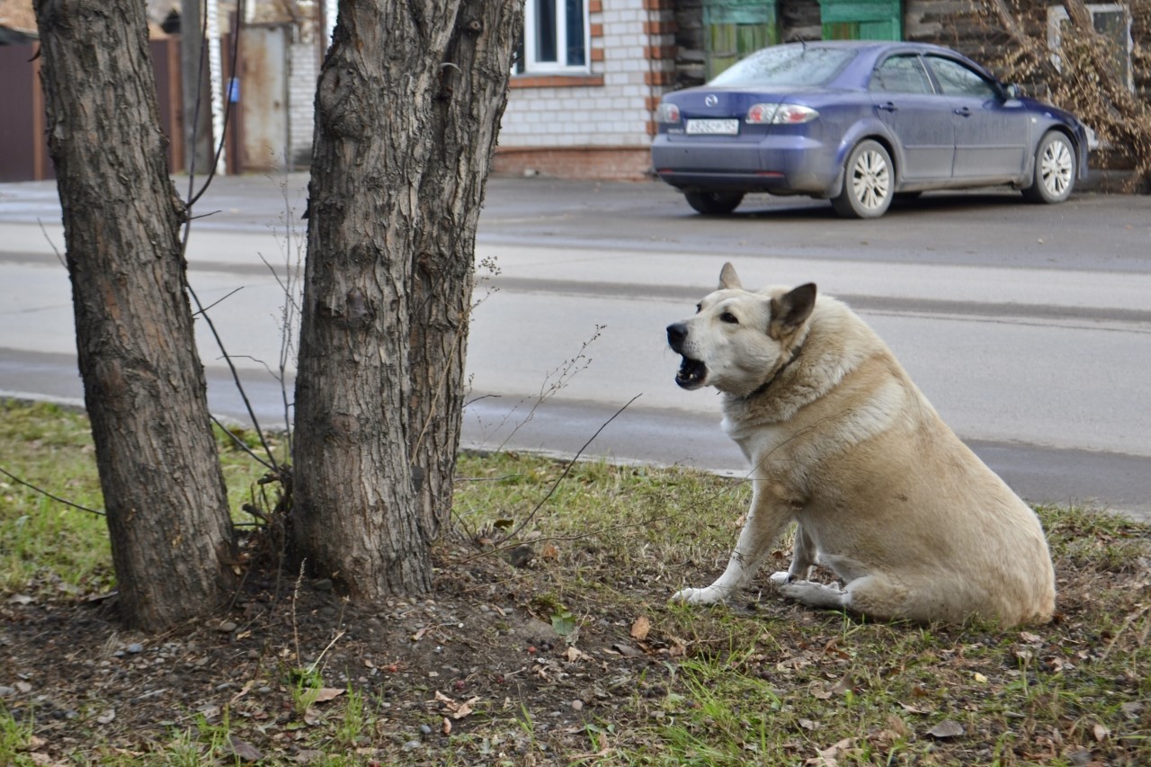 Собака на улице