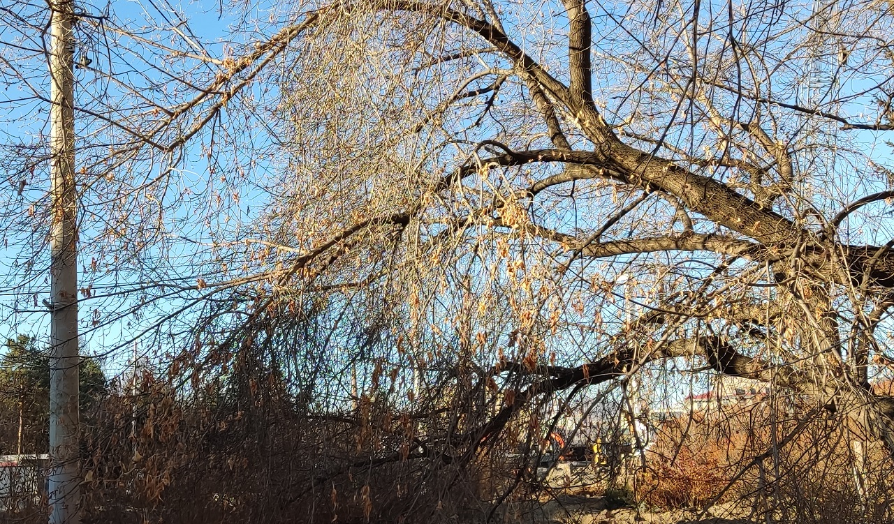 Клен на улице