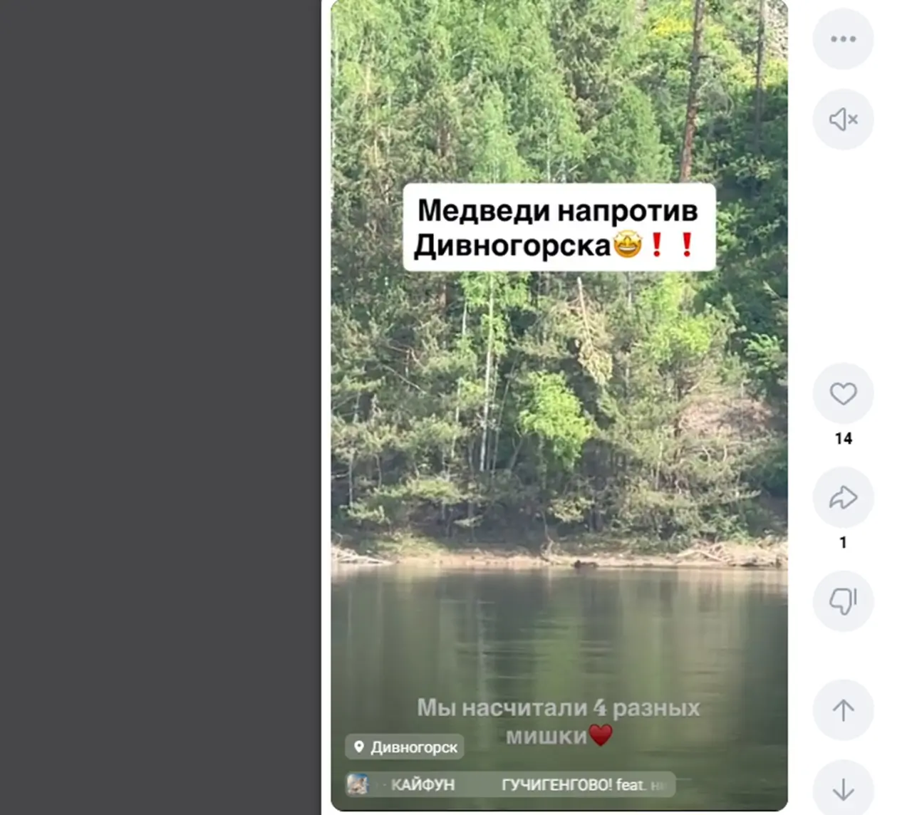 Медведи в Дивногорске