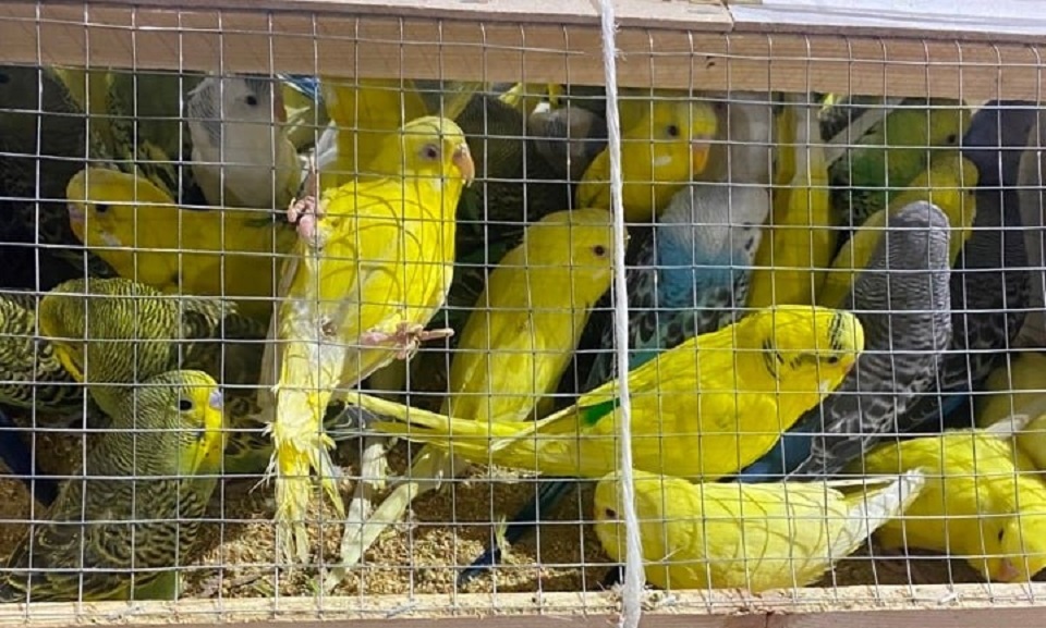 Попугаи в клетке