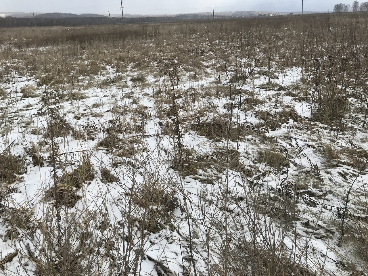 Заросший участок под Красноярском