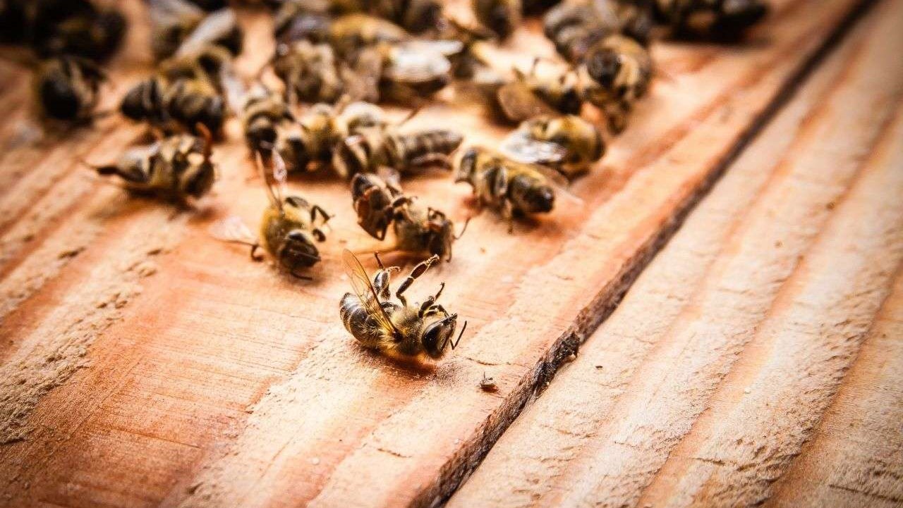 Пчелы массово погибли