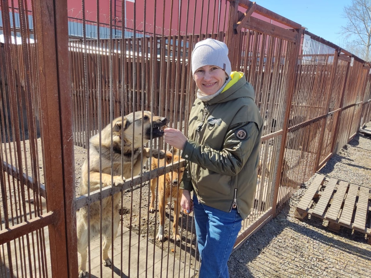 Собаки в приюте "Алькин дом"