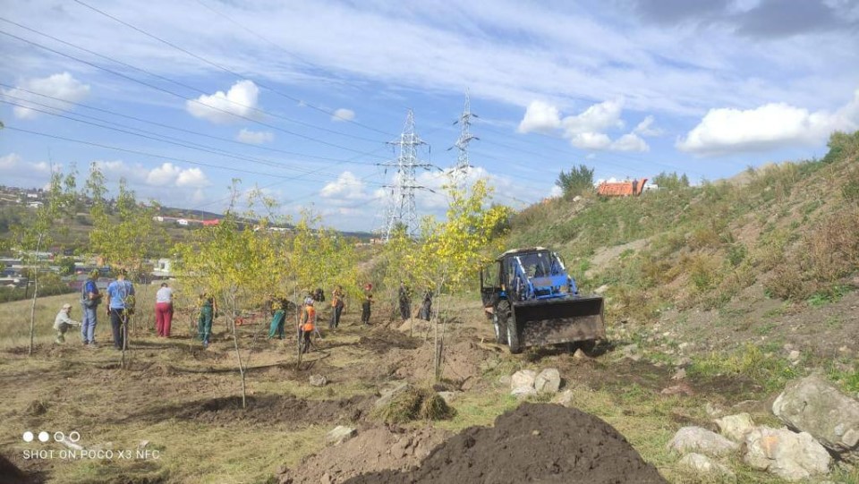 Посадки деревьев на горе