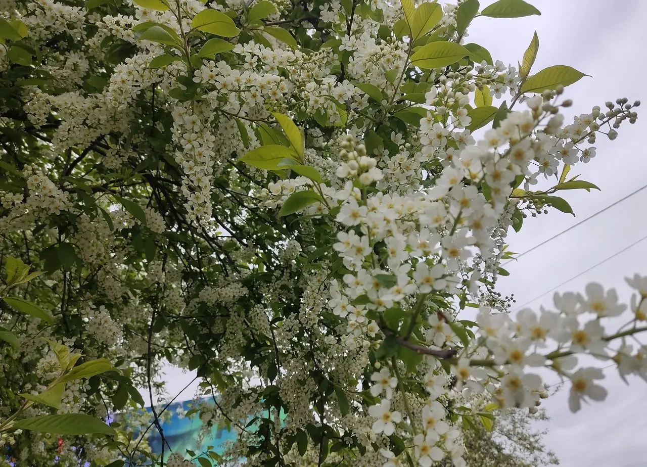 Черемуха цветет в Красноярске
