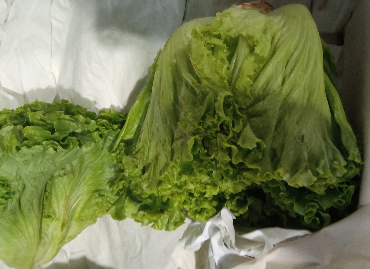 Салат и кабачки доставили из КНР, но они оказались с вредителями