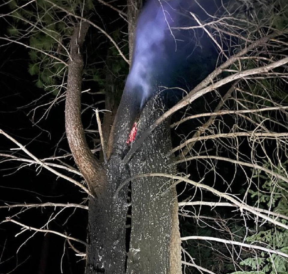 Кедры сгорели в бору