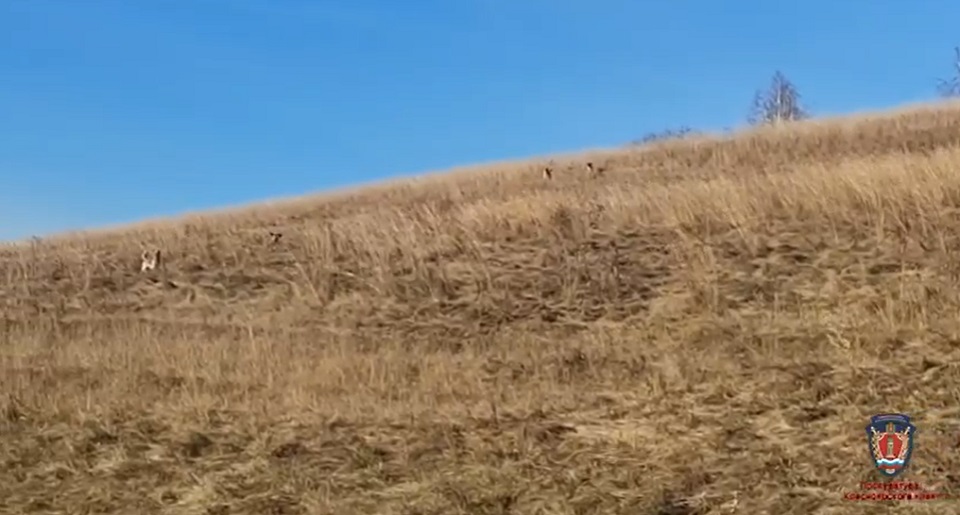 стая бездомных собак, бездомные псы, безнадзорные животные