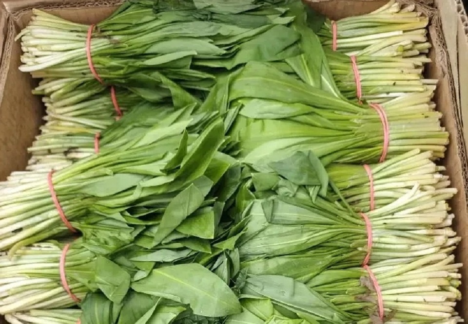 Черемша из Краснодара