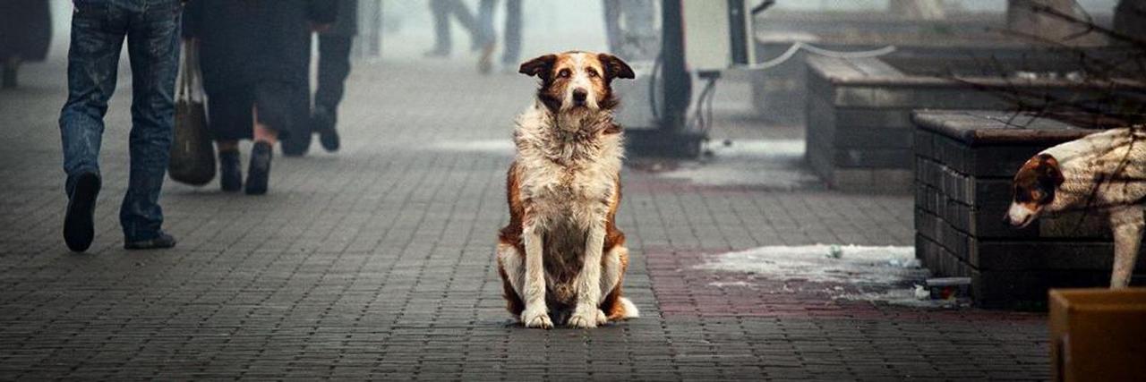 Половина уличных собак жалеет, половина - ненавидит