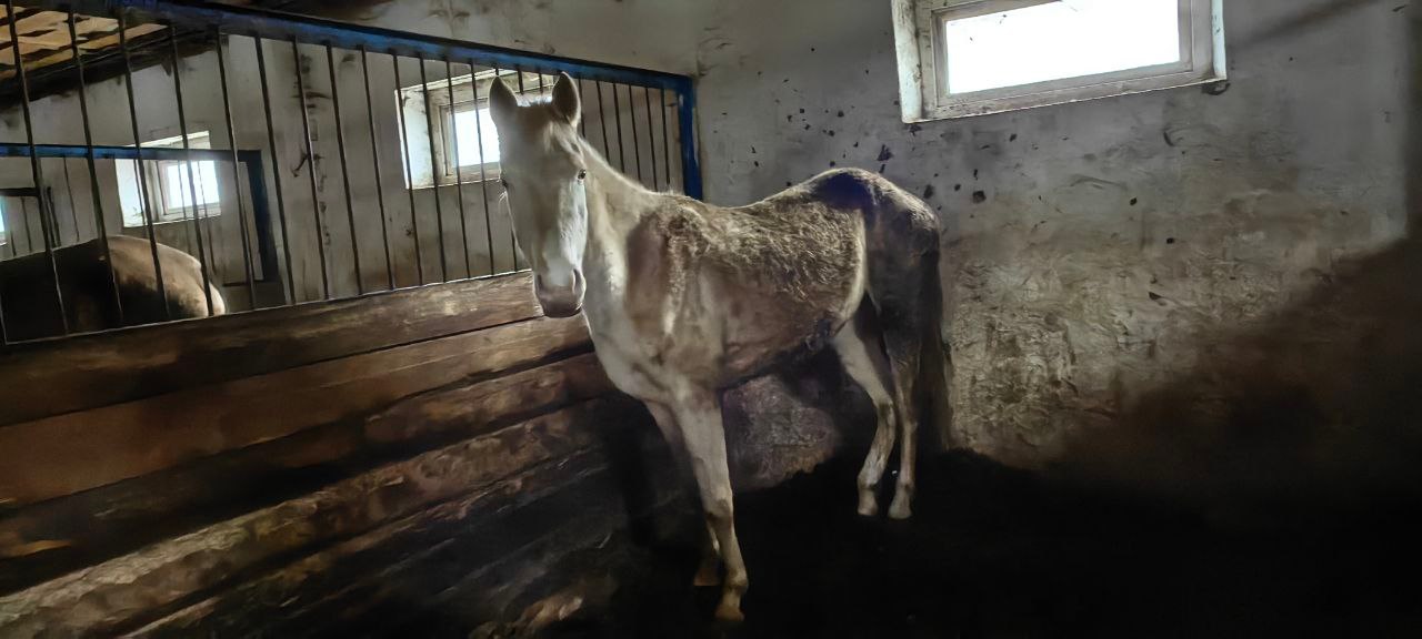 Десятки истощенных лошадей обнаружили в заточении в Емельяновском районе