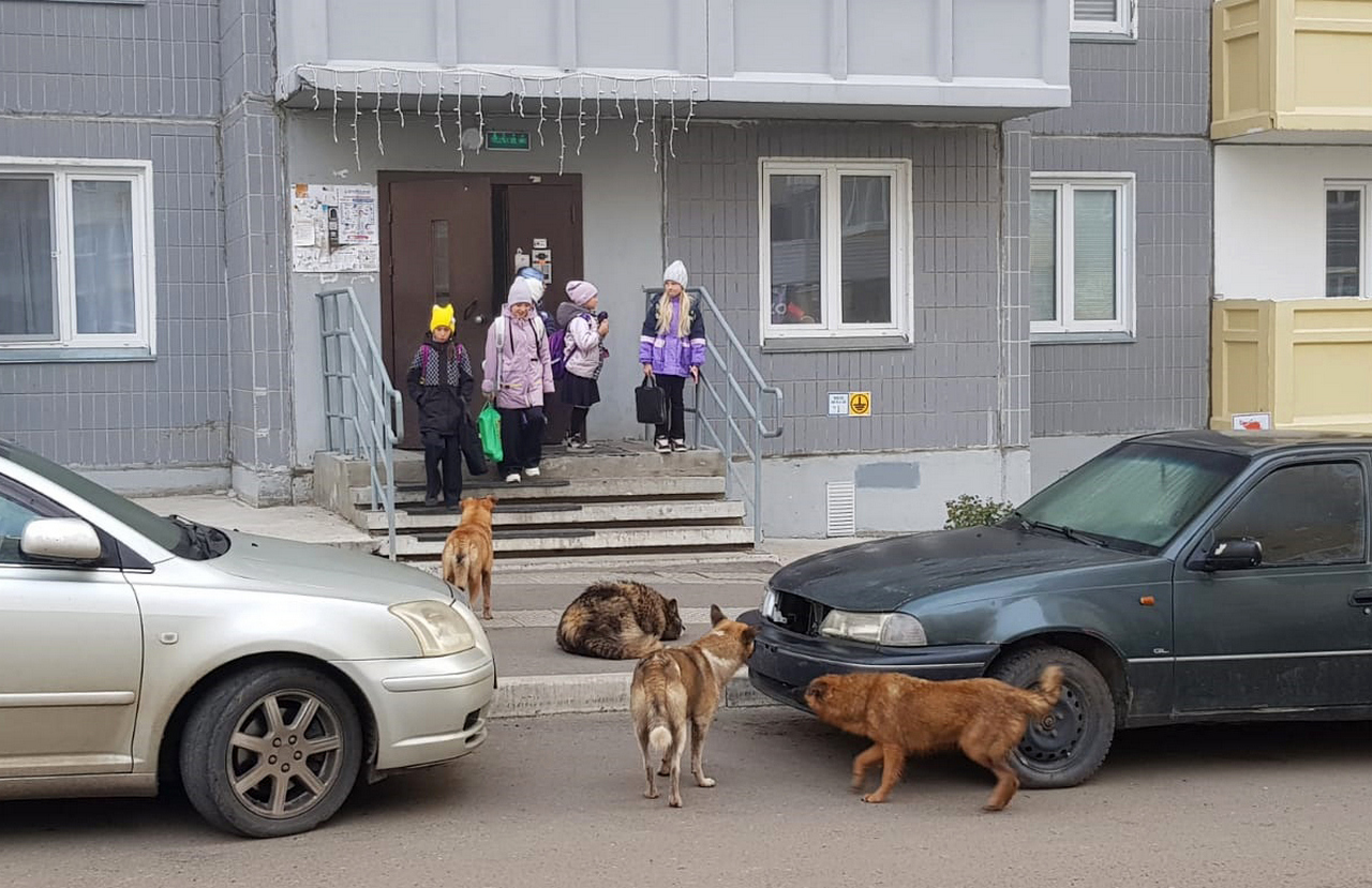 Считается, что местные незлобные собаки будут прогонять с территории чужих собак, которые могут оказаться злыми