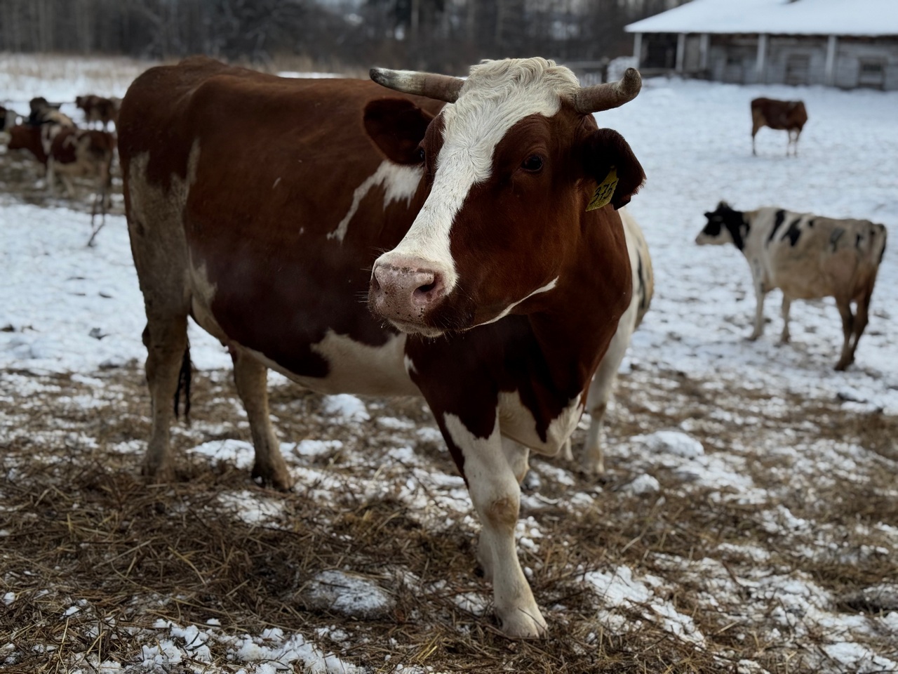 Фермеры Красноярского края получат гранты на 100 млн рублей