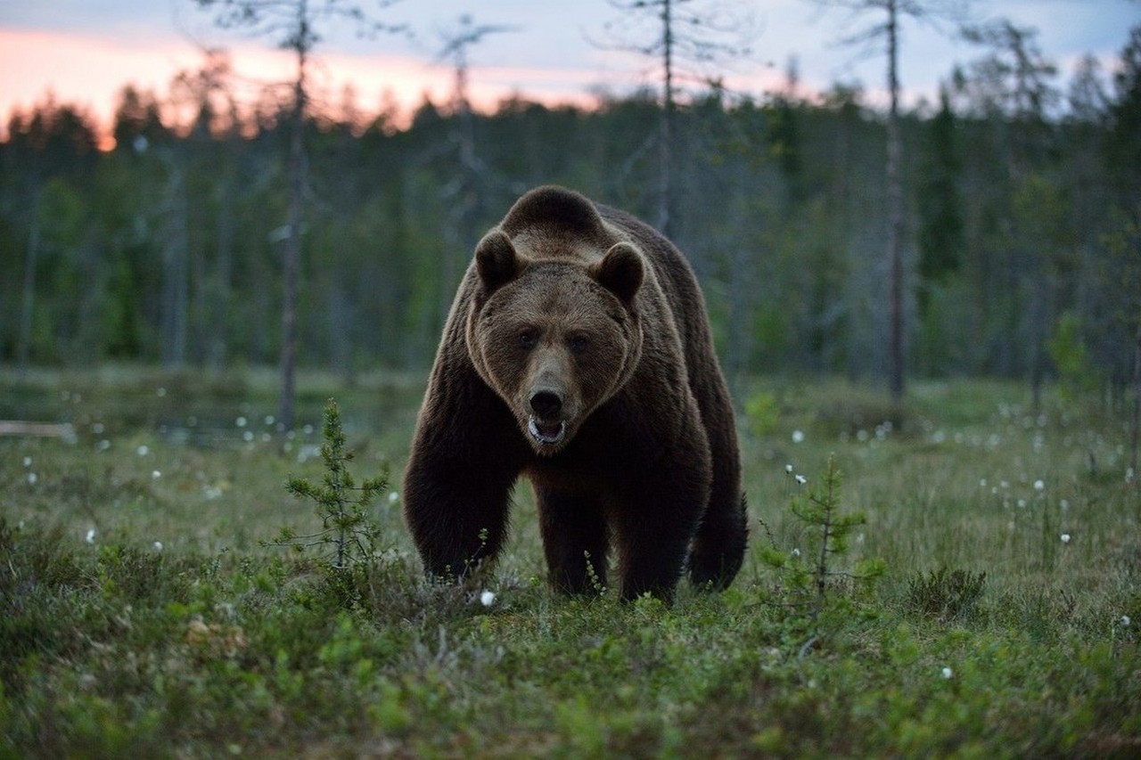 Встречи с медведем не желает ни один турист