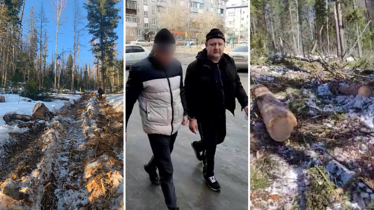 Березовского депутата поймали на очередной незаконной рубке леса