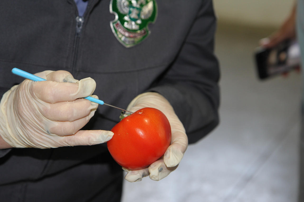 Помидоры в Красноярске поела моль