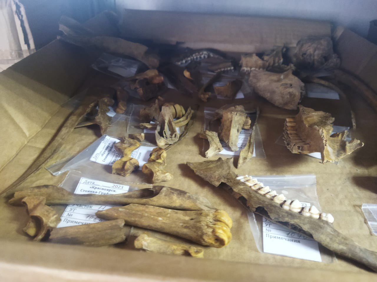 Артефакты, найденные археологами в Пашенном